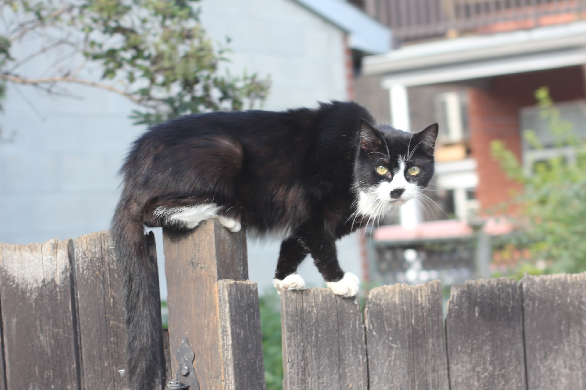 cat Hitler